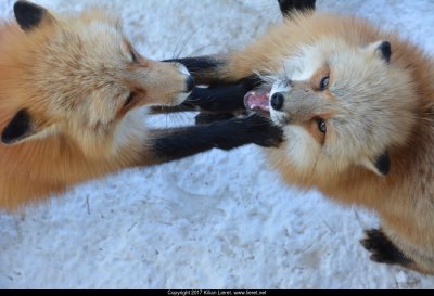 Fox. Japan 2016.