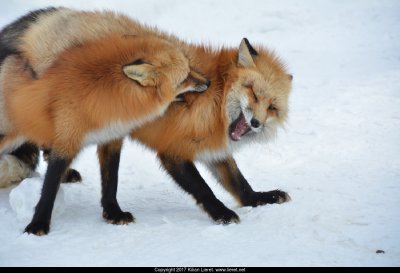 Fox wink. Japan 2016.