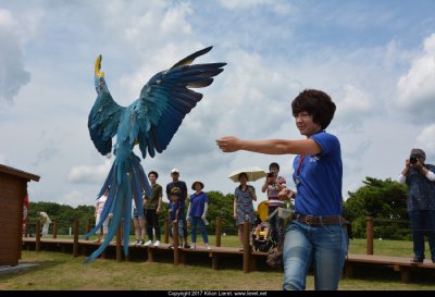 Parrot. Japan 2017.